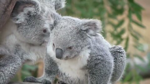 Koala in Wild - Australia - Stop and Let your Soul Feel It - Wild life Animals for Kids