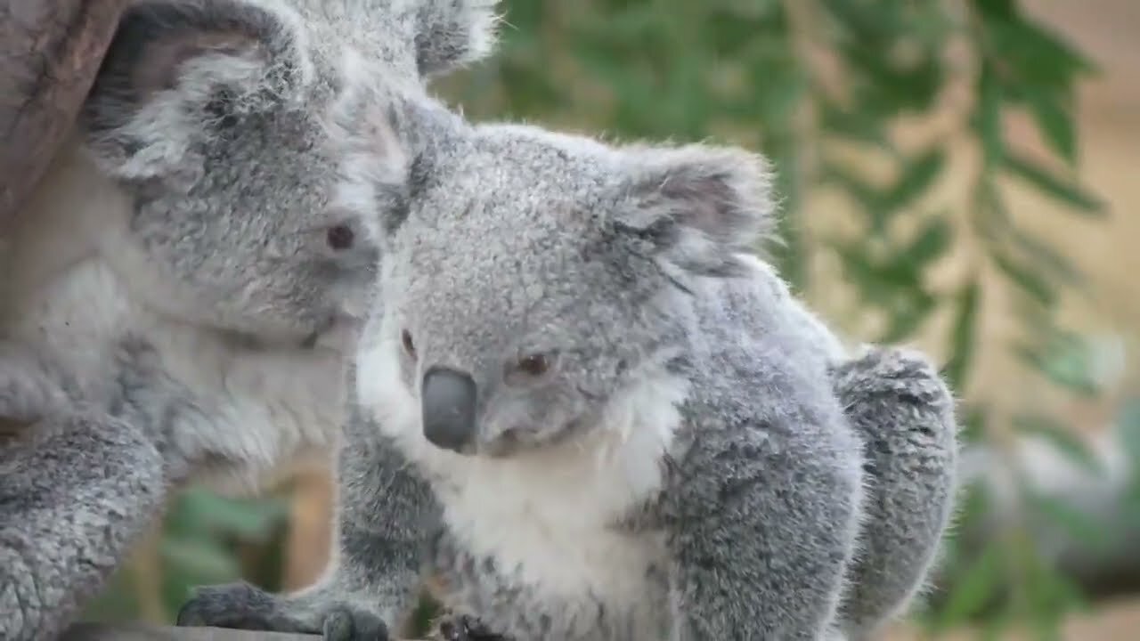 Koala in Wild - Australia - Stop and Let your Soul Feel It - Wild life Animals for Kids