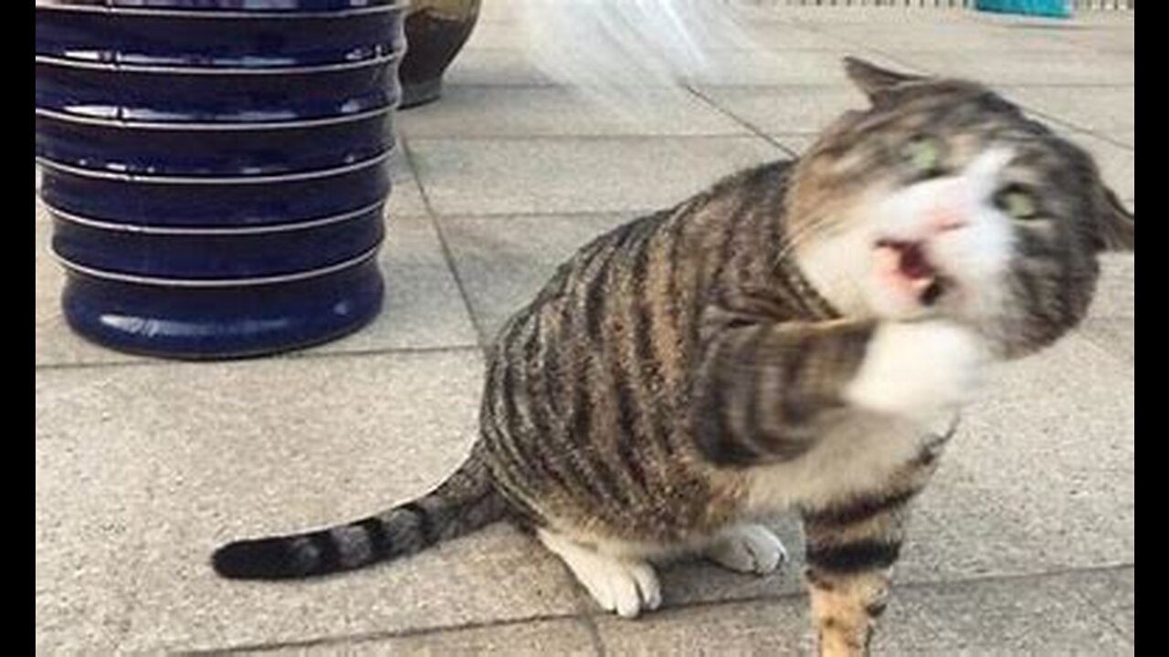 Challenge Yourself with dont laugh at this Videos-Funny Animals Videos #11