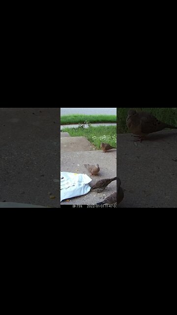 A Bird Trying To Get It's Seeds Out From Under My Amazon Package #Shorts 🌞