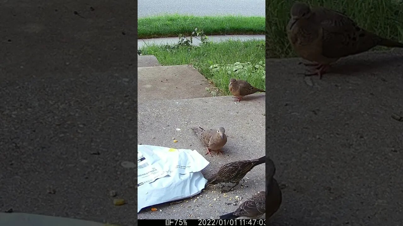 A Bird Trying To Get It's Seeds Out From Under My Amazon Package #Shorts 🌞