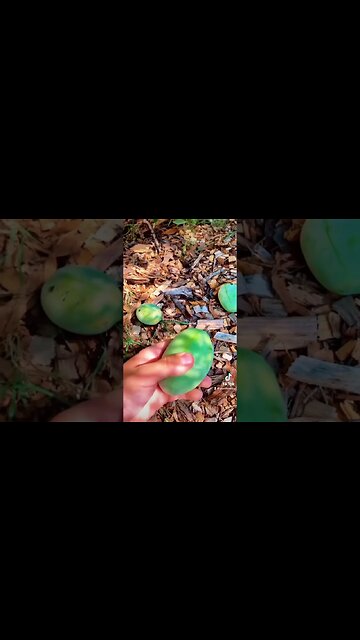 Meet the Pawpaw: The Tropical-Tasting Fruit from a Cold-Hardy Tree! 🌿🍈 | Rare Fruit Uncovered