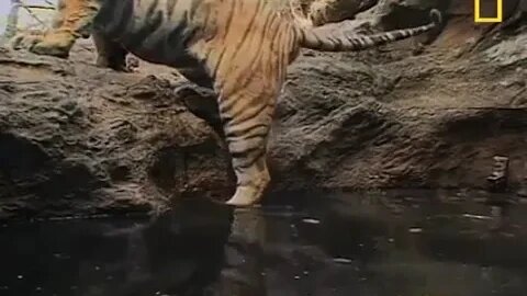 Tiger checking the depth of a watering hole before getting in