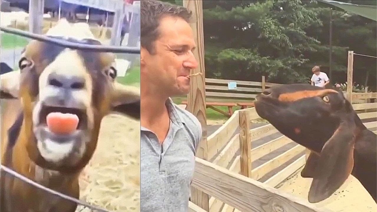 Goats Screaming Like Humans, Try Not to Laugh 🐐 😲 😀 😂 🤣