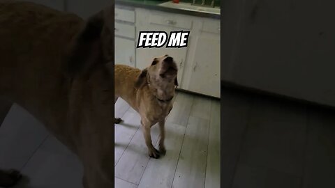 #chesapeakebayretriever #crazy chesapeake #imhungry