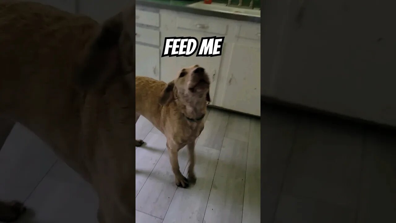 #chesapeakebayretriever #crazy chesapeake #imhungry