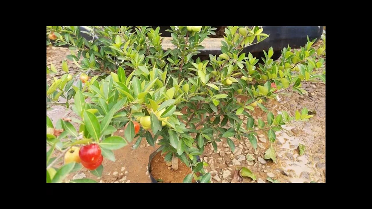 frutíferas produzindo em vasos pitanga do cerrado sapoti jabuticabeira Sabará uva pitaya acerola