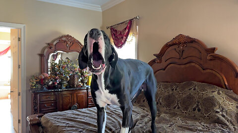 Sassy Great Dane Argues That She Still Wants To Play With The Cat