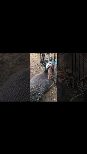 Female guinea fowl lies next to disabled baby guinea fowl in cage