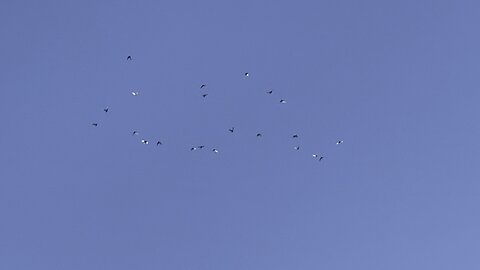 Flying Birmingham Roller Pigeons