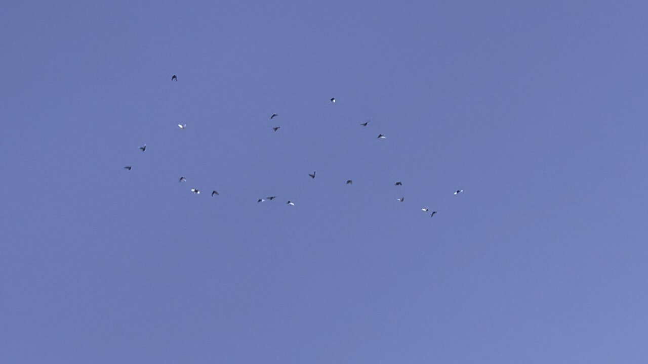 Flying Birmingham Roller Pigeons