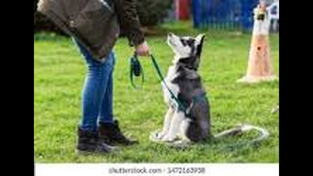 dog training