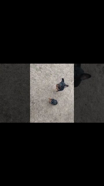 Rottweiler Pups Learning To Sit.