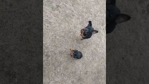 Rottweiler Pups Learning To Sit.