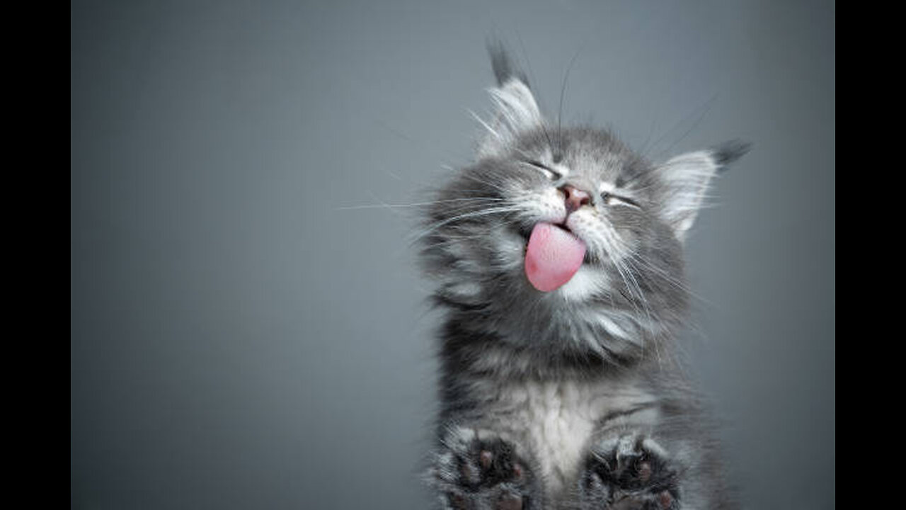 Cute Baby Cats Videos Compilation | Funny and Cute Moment of the Animals #4 - Cutest Animals