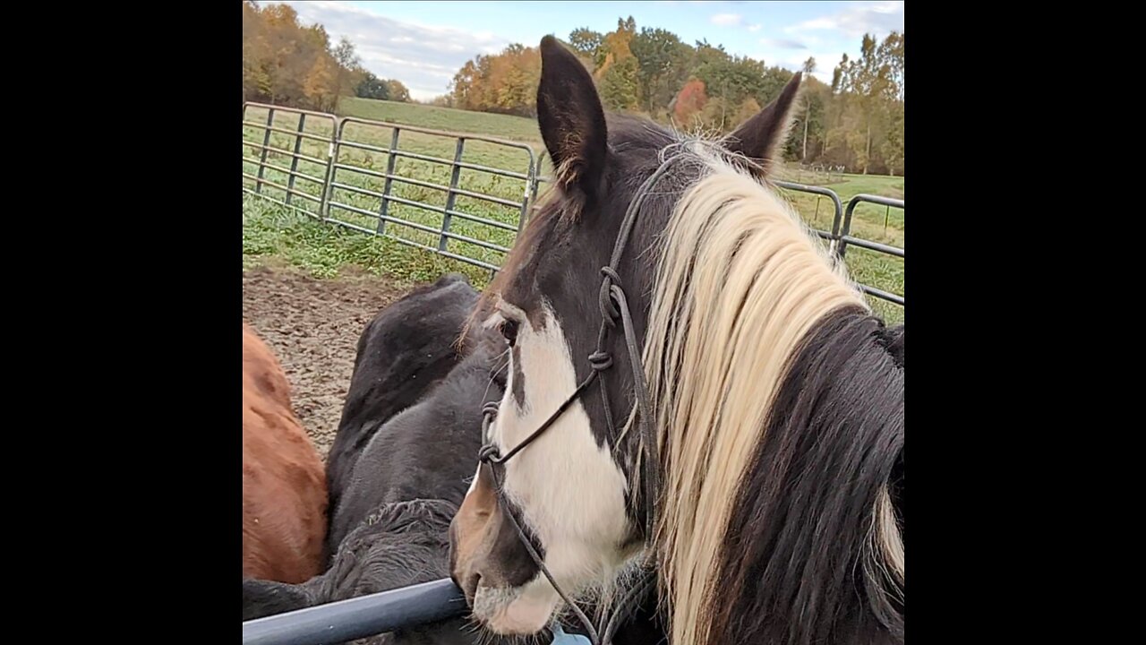 Face your fears to overcome them - Rain the Spotted Saddle Horse - 21 Oct 2023