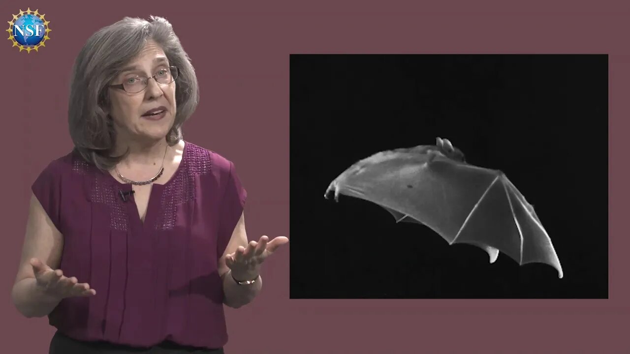 🔴👀🔴 Biology of bats!