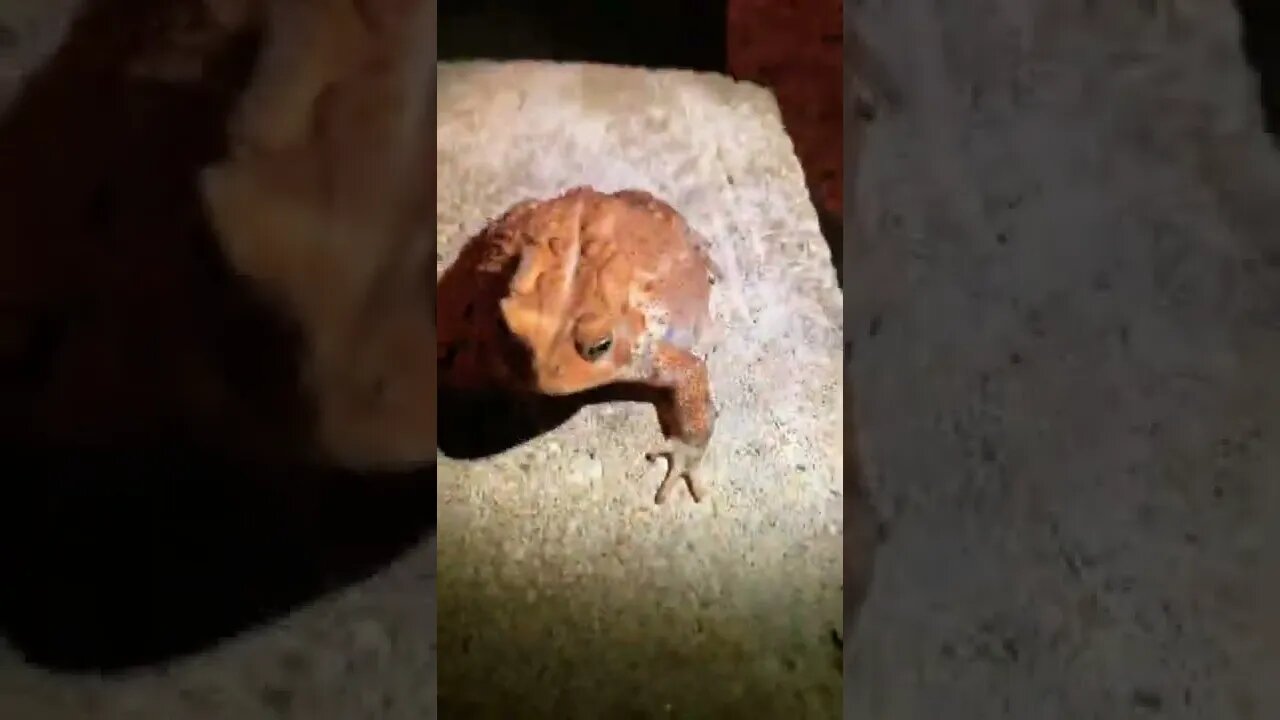 Beautiful toad!