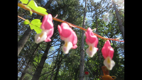 Heart Hugs Bleeding Hearts May 2022