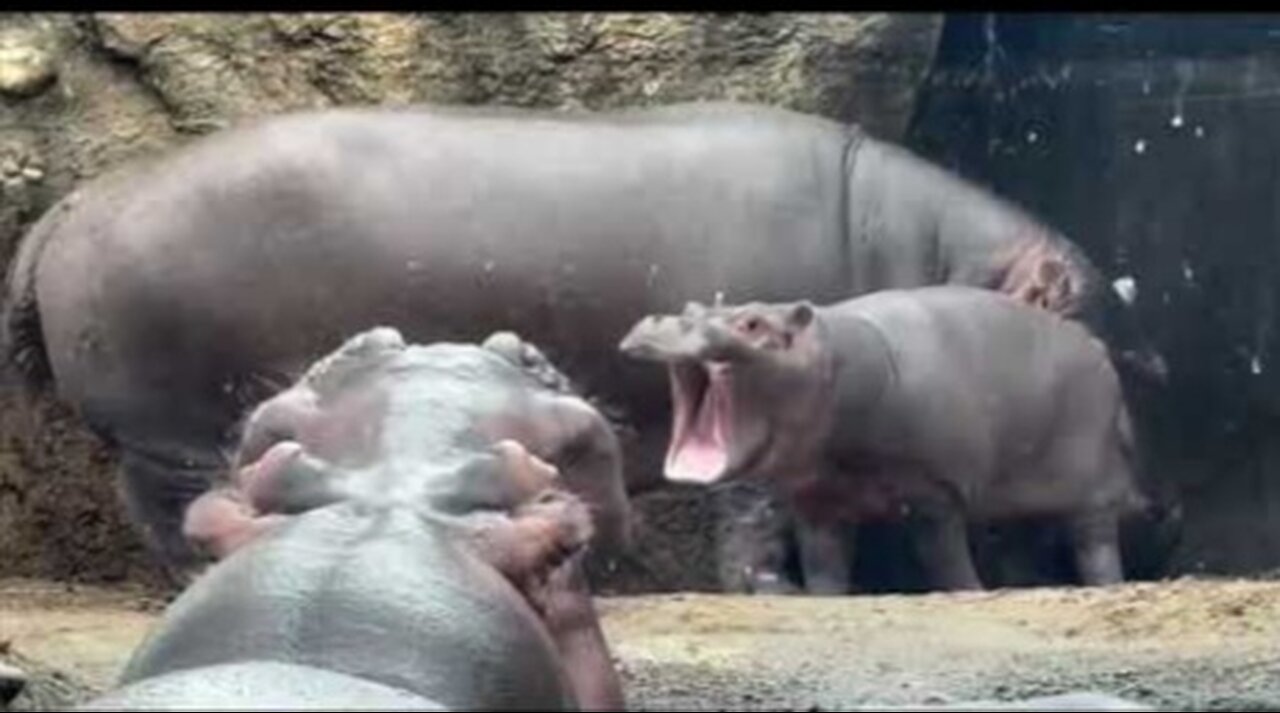 Fritz Getting the Whole Bloat Energized - Cincinnati Zoo