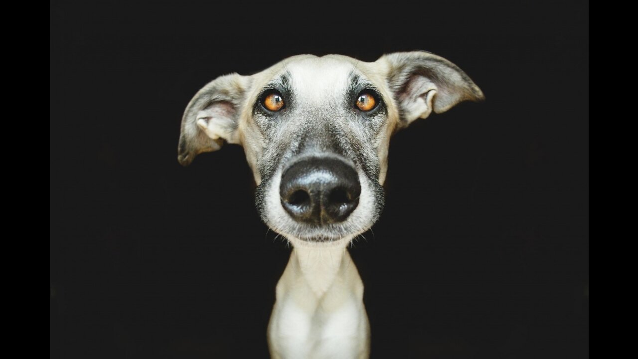 Funny dogs and cats