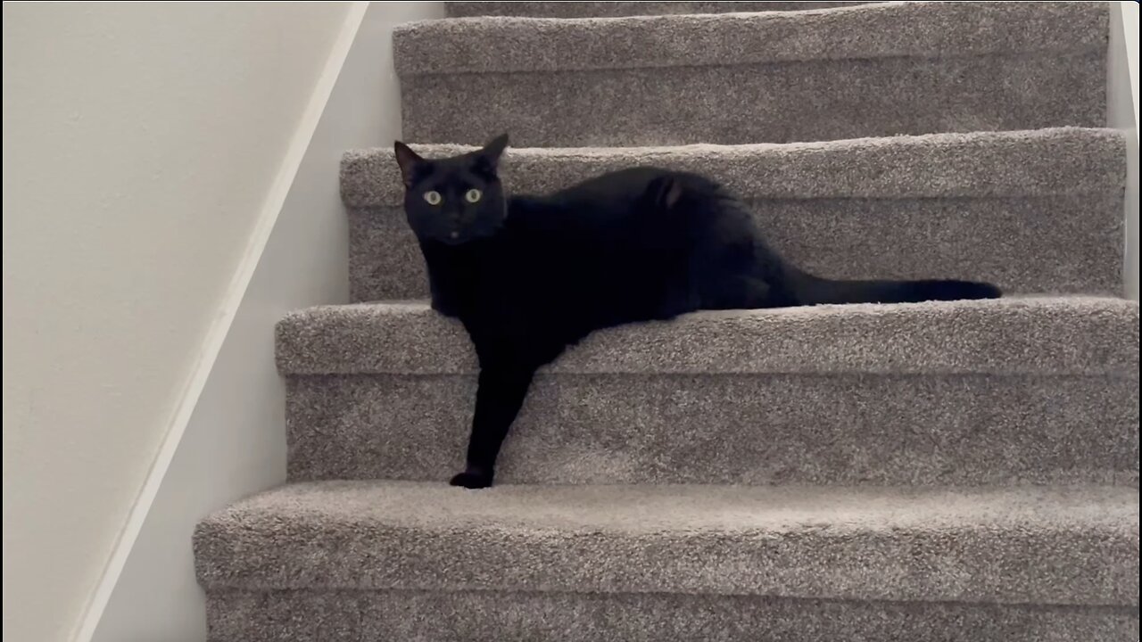 Adopting a Cat from a Shelter Vlog - Cute Precious Piper Poses Like a Model