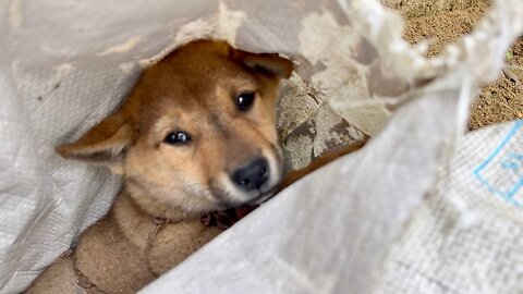 He Was Left Alone By The Roadside In A Garbage Bag, Crying In Fear Looking At Us Like Please Save Me