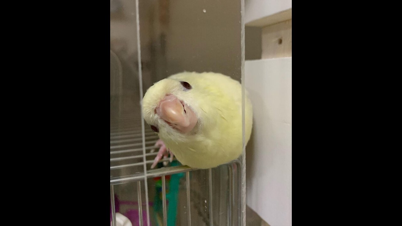 Cute Parrot trying to escape || Cute Efforts #pets