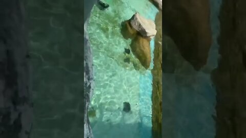 서울 어린이공원 바다표범 유영 헤엄