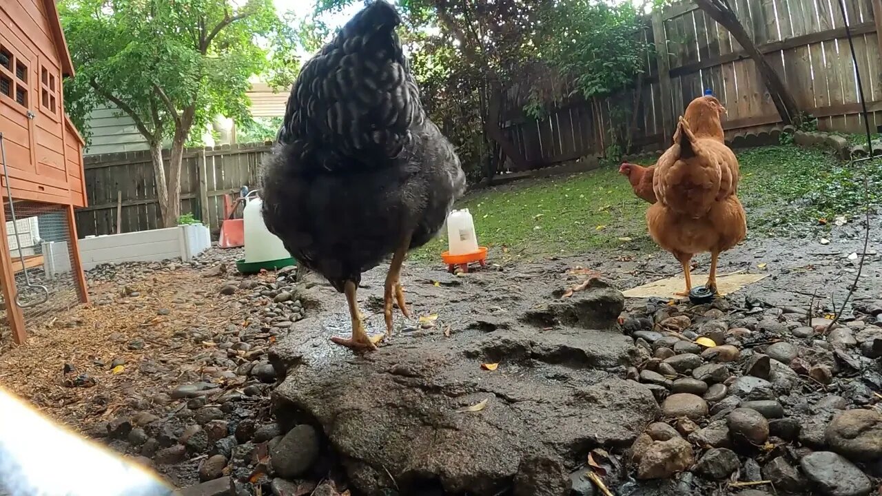 My Backyard Chickens - Episode 87