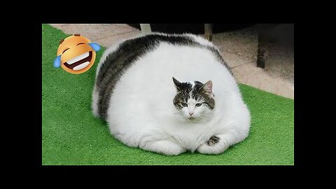 Funny Cats And Dogs Videos 😂