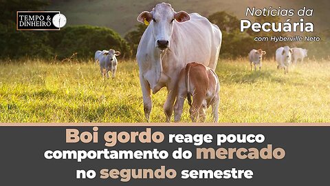 Boi gordo reage pouco. Saiba do comportamento do mercado no segundo semestre