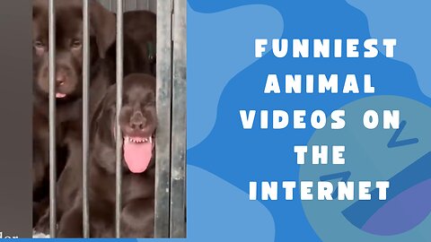 Funniest animal videos on the internet