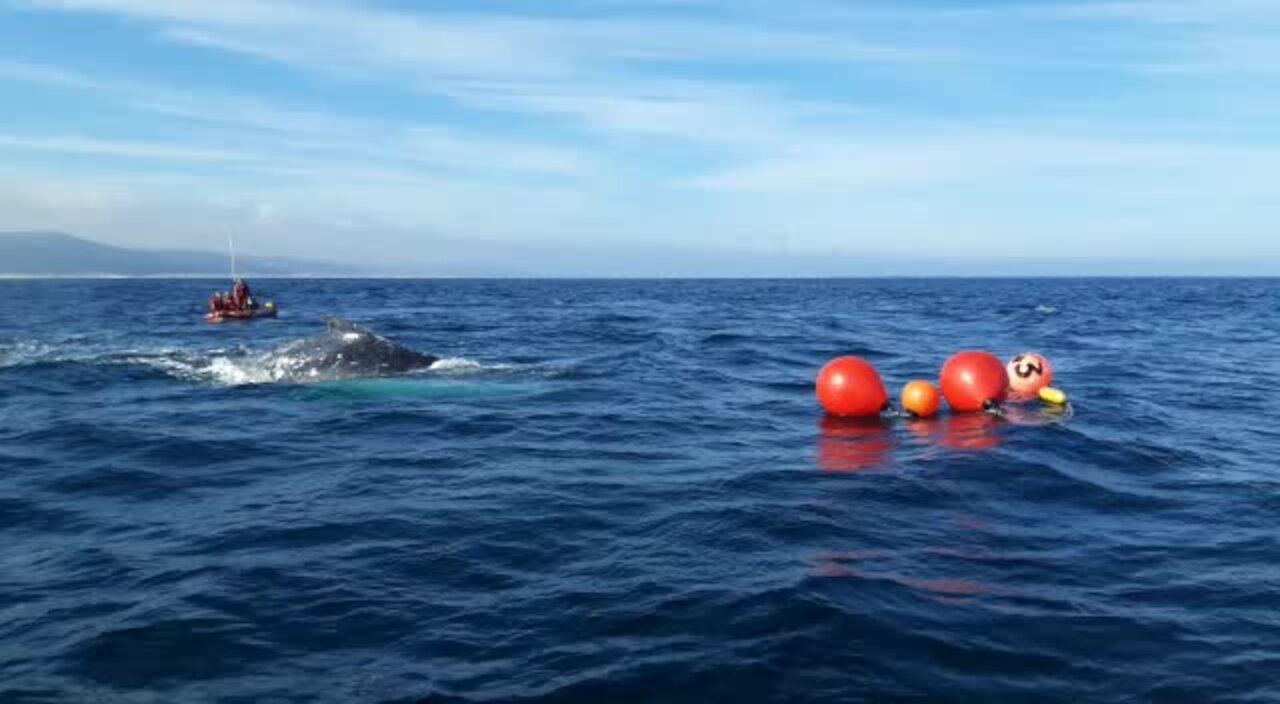 WATCH: Female humpback whale disentangled near St. Francis Bay (oDB)