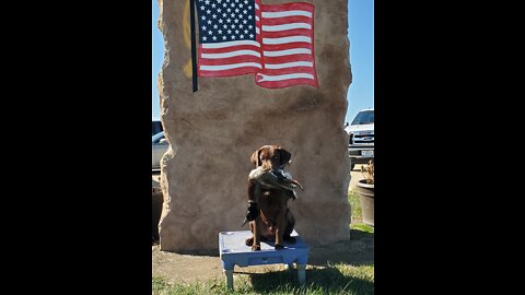 Puppy Training