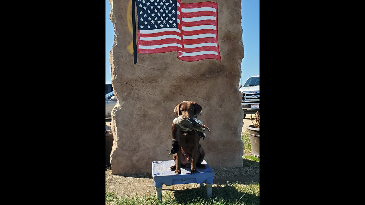 Puppy Training