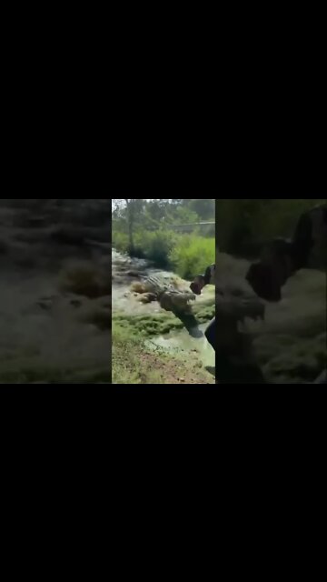 alimentando um jacaré 😱😱😱 #shorts