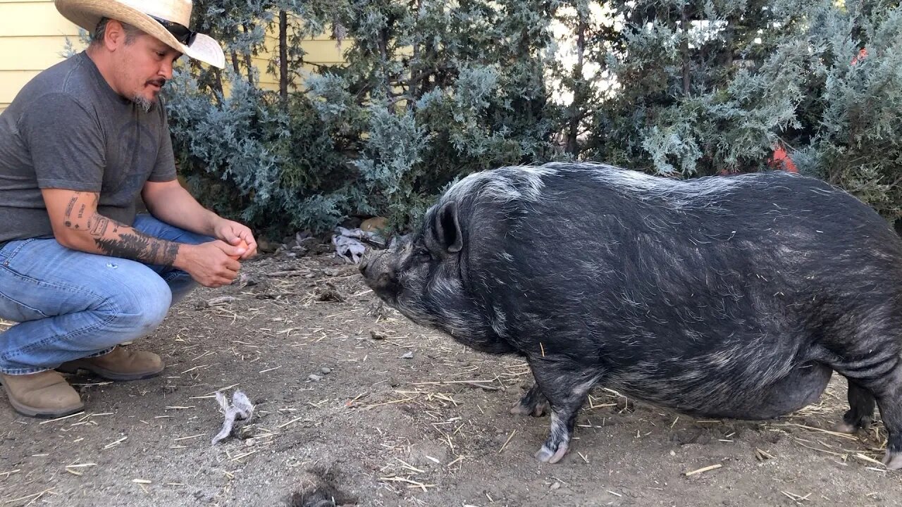 Hoof trimming for potbelly pig and goat - Beautiful Living Farmhouse HD 720p