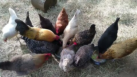 Chickens destroy table scraps.