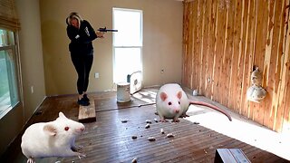 (TheBellLife Bangs) Home Invasion Mouse Prank!!!