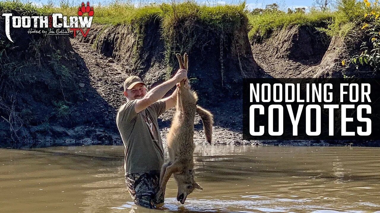 Noodling For Coyotes - Coyote Hunting