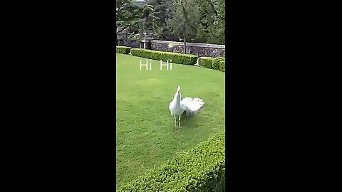 beautiful peacock