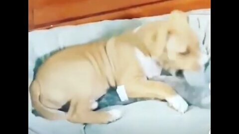 Cute puppy playing with toy