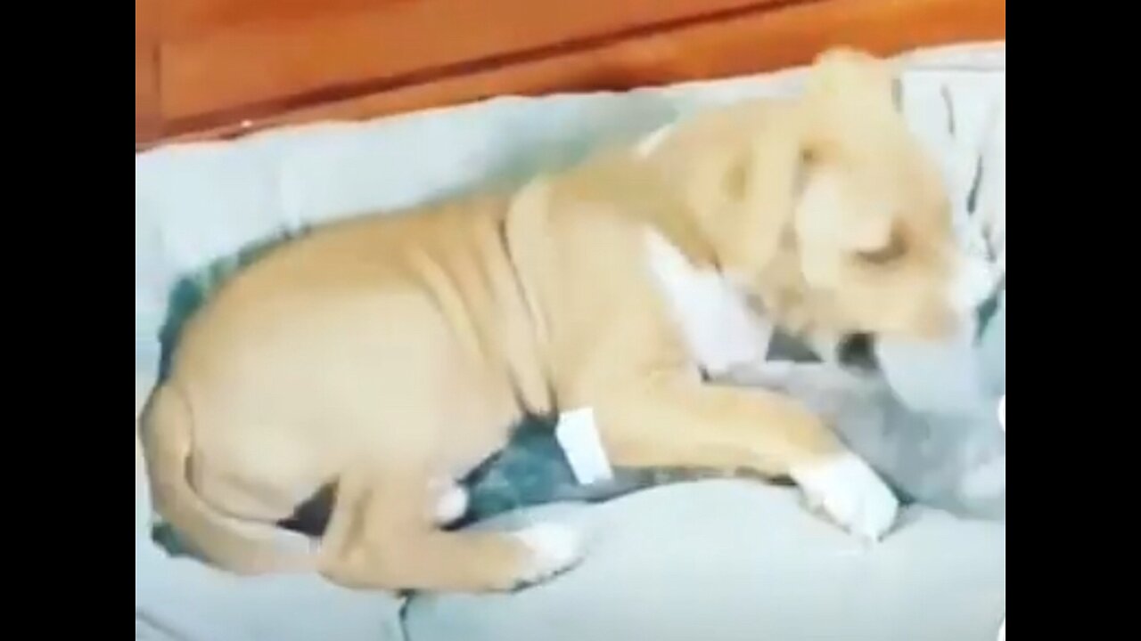 Cute puppy playing with toy