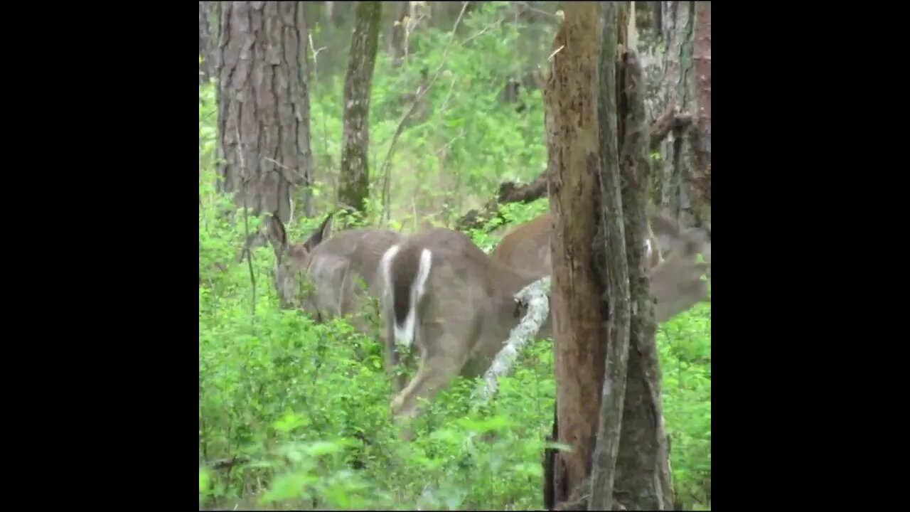 Deer in Georgia