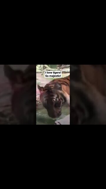 Bengal Tiger at Jacksonville, FL Zoo