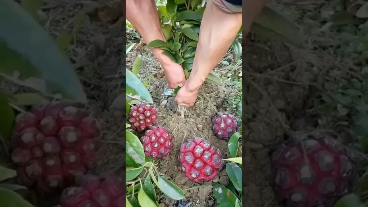 this is called tree shape root
