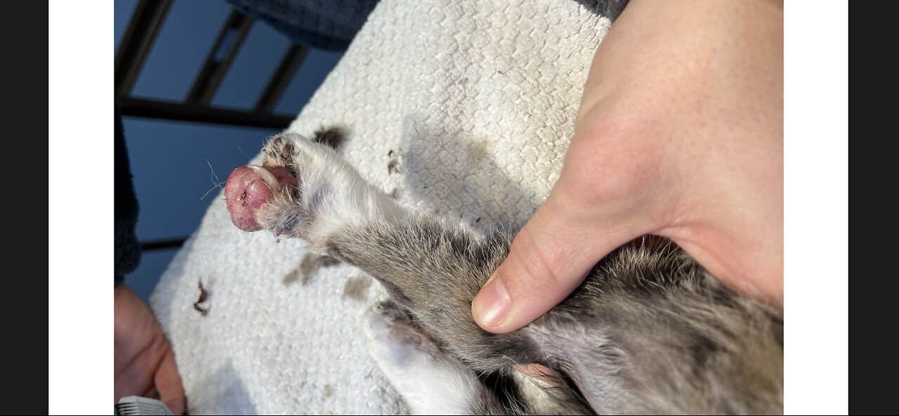 Cat toe needs removed: UPDATE on boots the barn cat! Still plagued by crazy wind| morning with goats