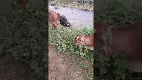 are competing to eat grass in the stream