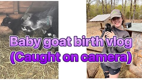 Baby goat birth | (quadruplets)